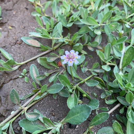 Ground Cover Lawn Alternatives