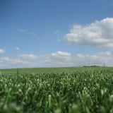 RTF® Rhizomatous Tall Fescue Sod Bay Area