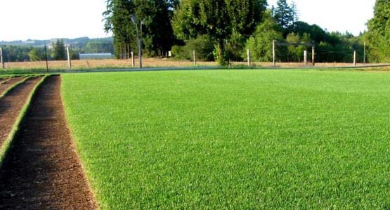 Majestic Blue Rye Sod – Sod and Seed, Inc.