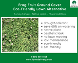 Frog Fruit Ground Cover