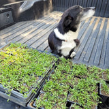 Frog Fruit Ground Cover
