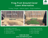 Frog Fruit Ground Cover