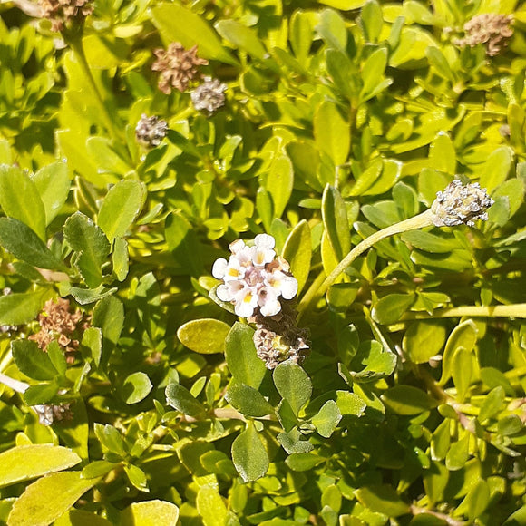 Lippia Ground Cover