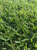 RTF® Rhizomatous Tall Fescue Sod Bay Area