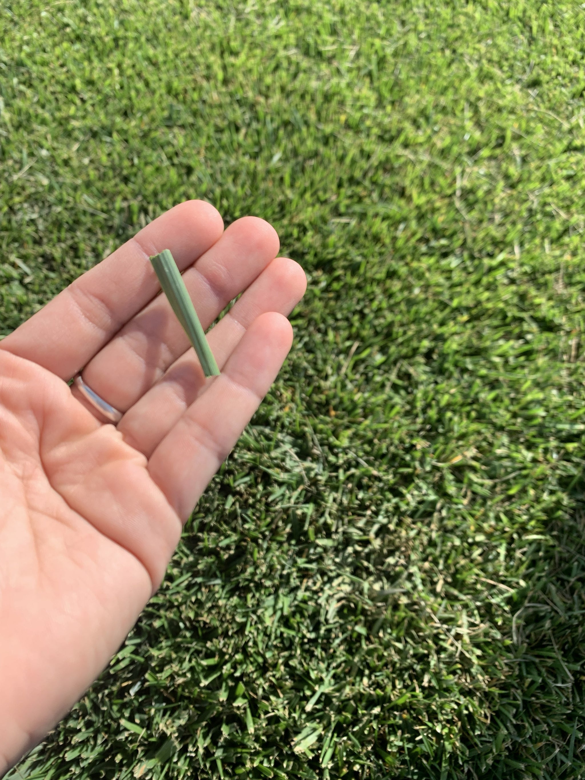 RTF® Rhizomatous Tall Fescue Sod – Sod and Seed, Inc.