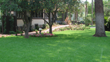 Superior Fescue Sod