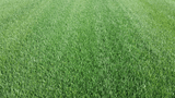 Superior Fescue Sod