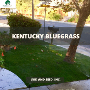 Best Kentucky Bluegrass Sod