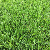 Kentucky Bluegrass Seed