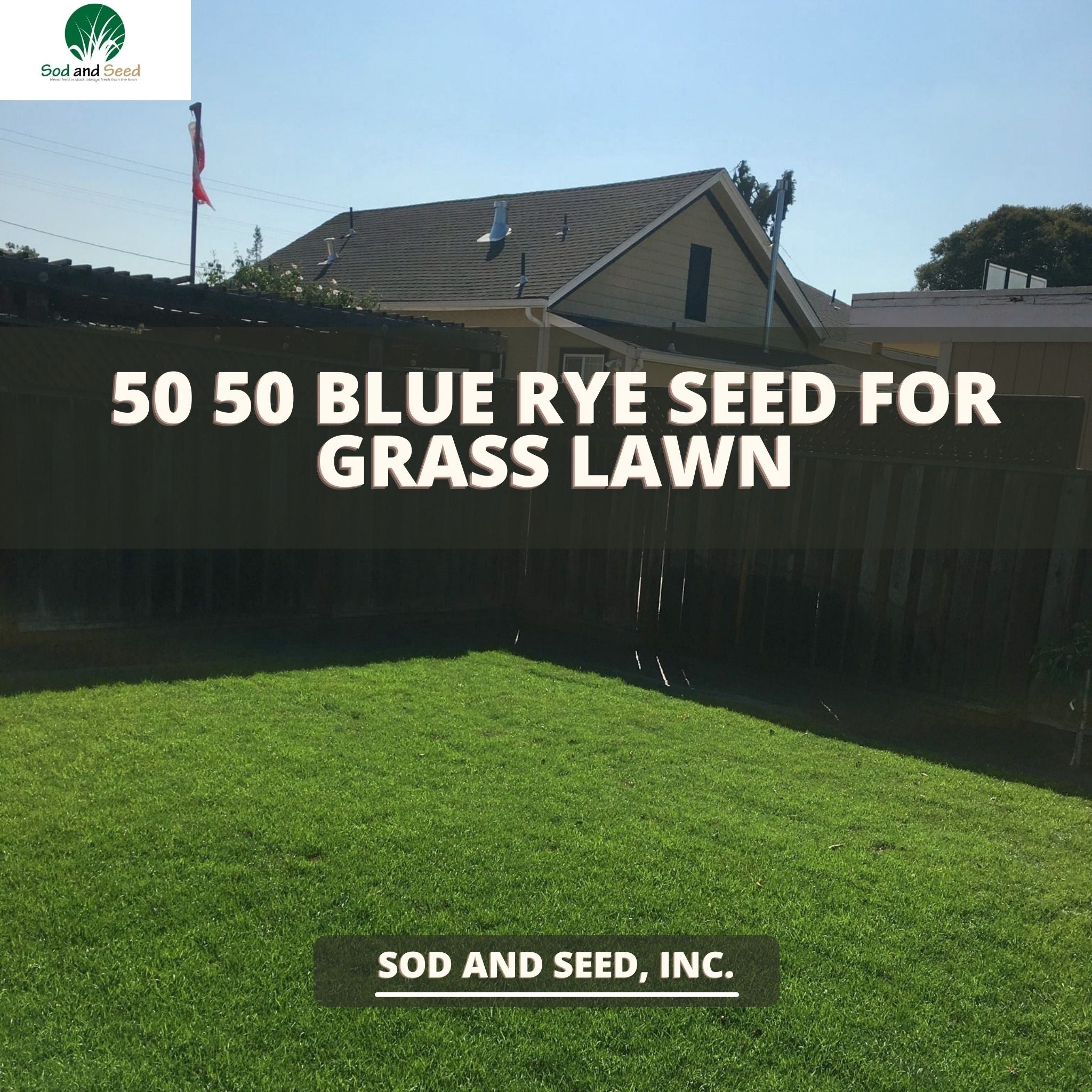 Blue Rye Grass Seed 50 50 – Sod and Seed, Inc.