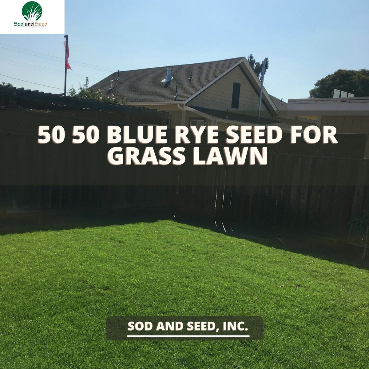 Blue Rye Grass Seed 50 50 – Sod and Seed, Inc.