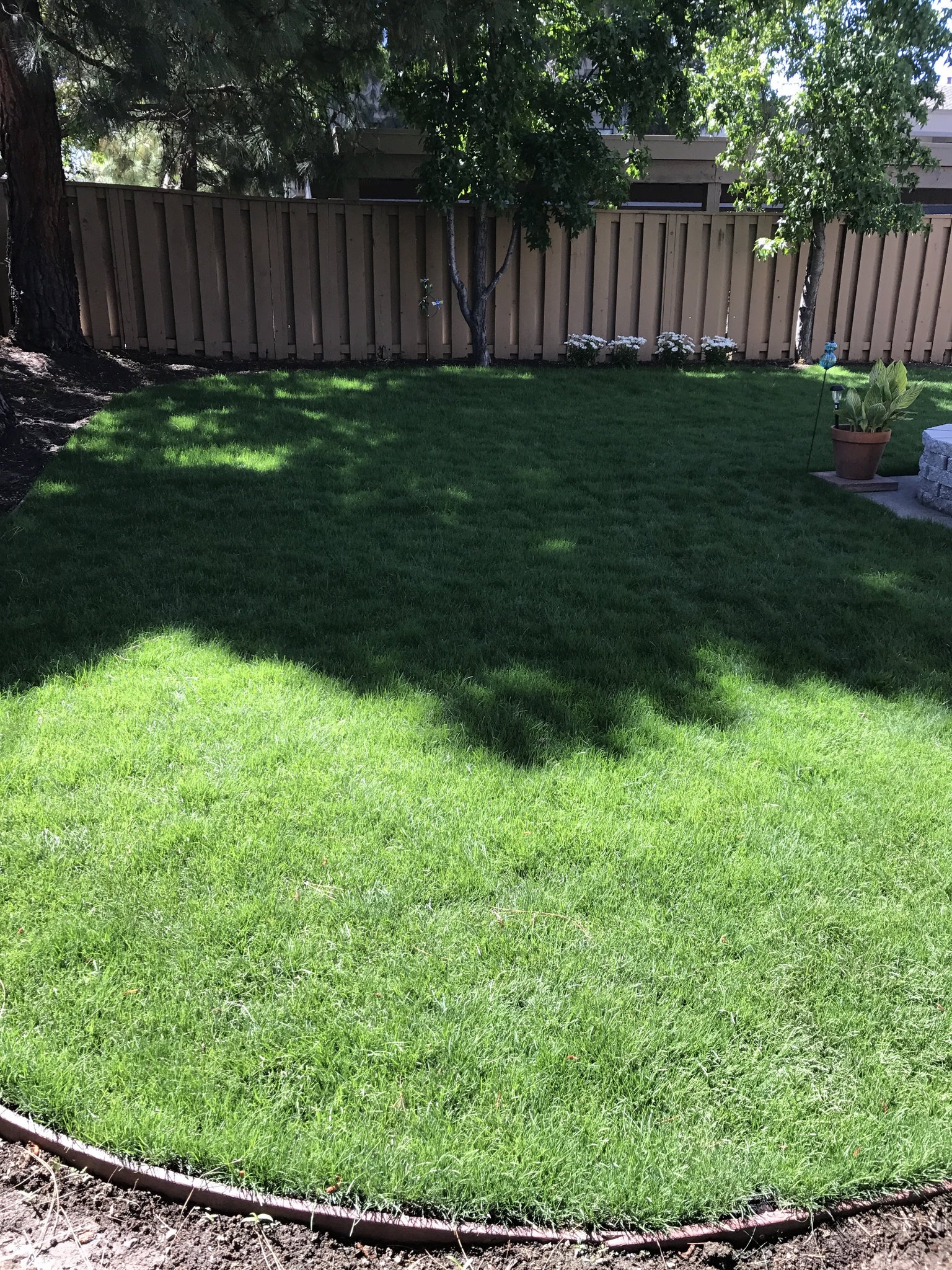 Blue Rye Grass Seed 50 50 – Sod and Seed, Inc.