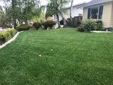 9010 fescue grass seed for sale