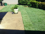 delta tall fescue 9010 with bluegrass