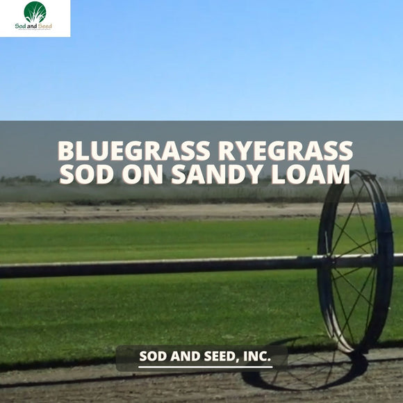 Best Bluegrass Rye Grass on Sandy Soil