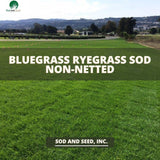 Best grass bluegrass rye grass non netted sod