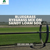 Bluegrass Ryegrass Mix on Sandy Loam Base