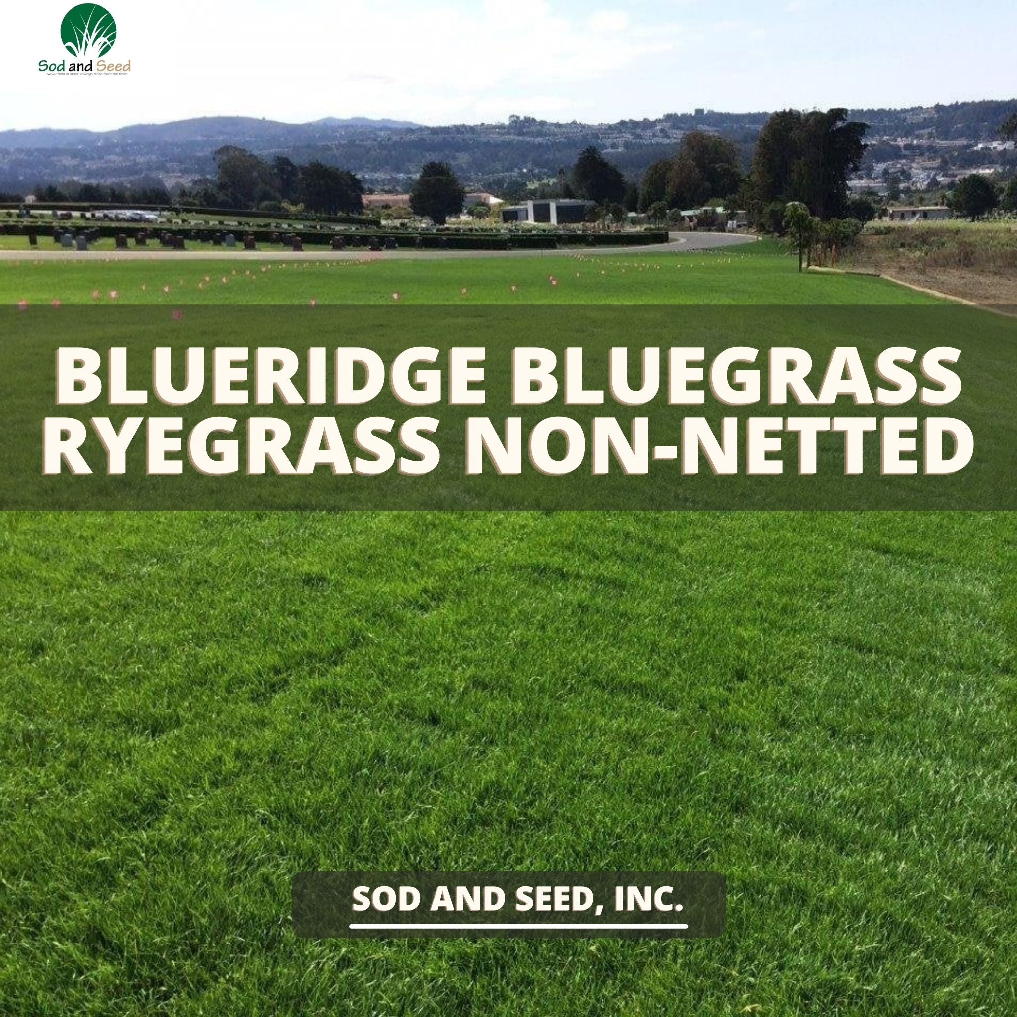 Blueridge Bluegrass Ryegrass Sod Non-Netted – Sod and Seed, Inc.