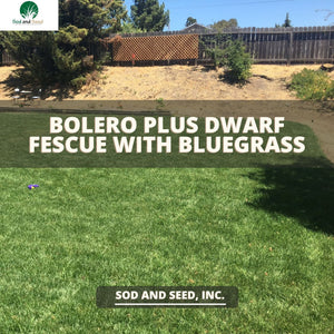 Bolero Plus Sod Dwarf Fescue with Bluegrass