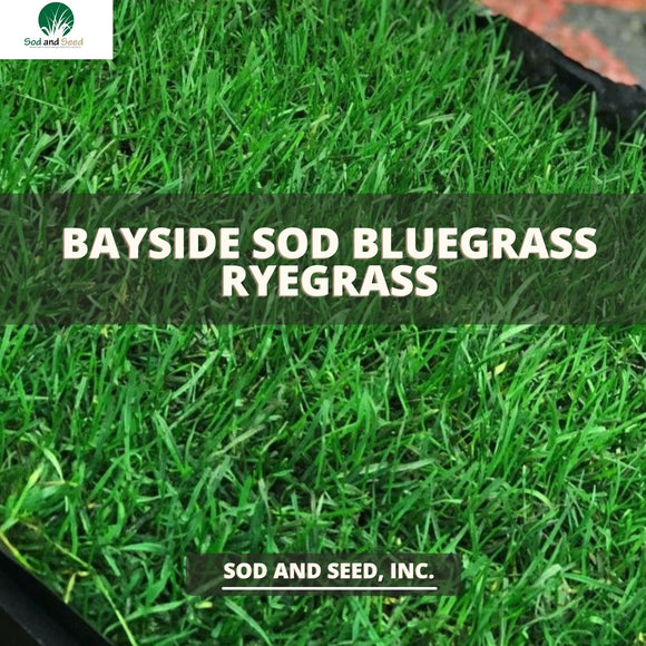 bayside sod bluegrass ryegrass