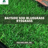 bayside sod bluegrass ryegrass