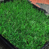 Bayside blue rye grass