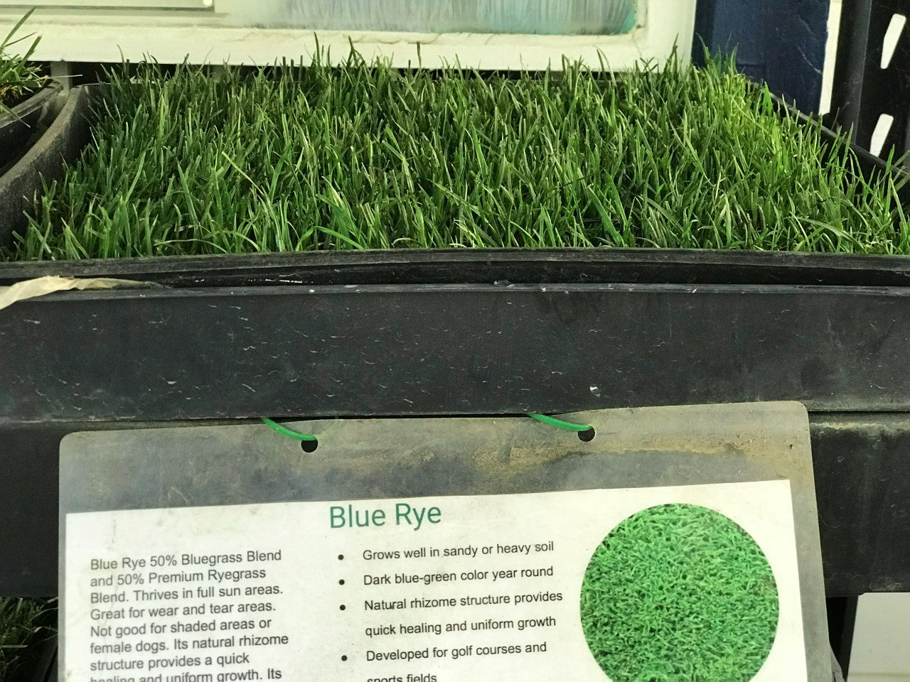 Bluegrass Ryegrass 50 50 – Sod and Seed, Inc.