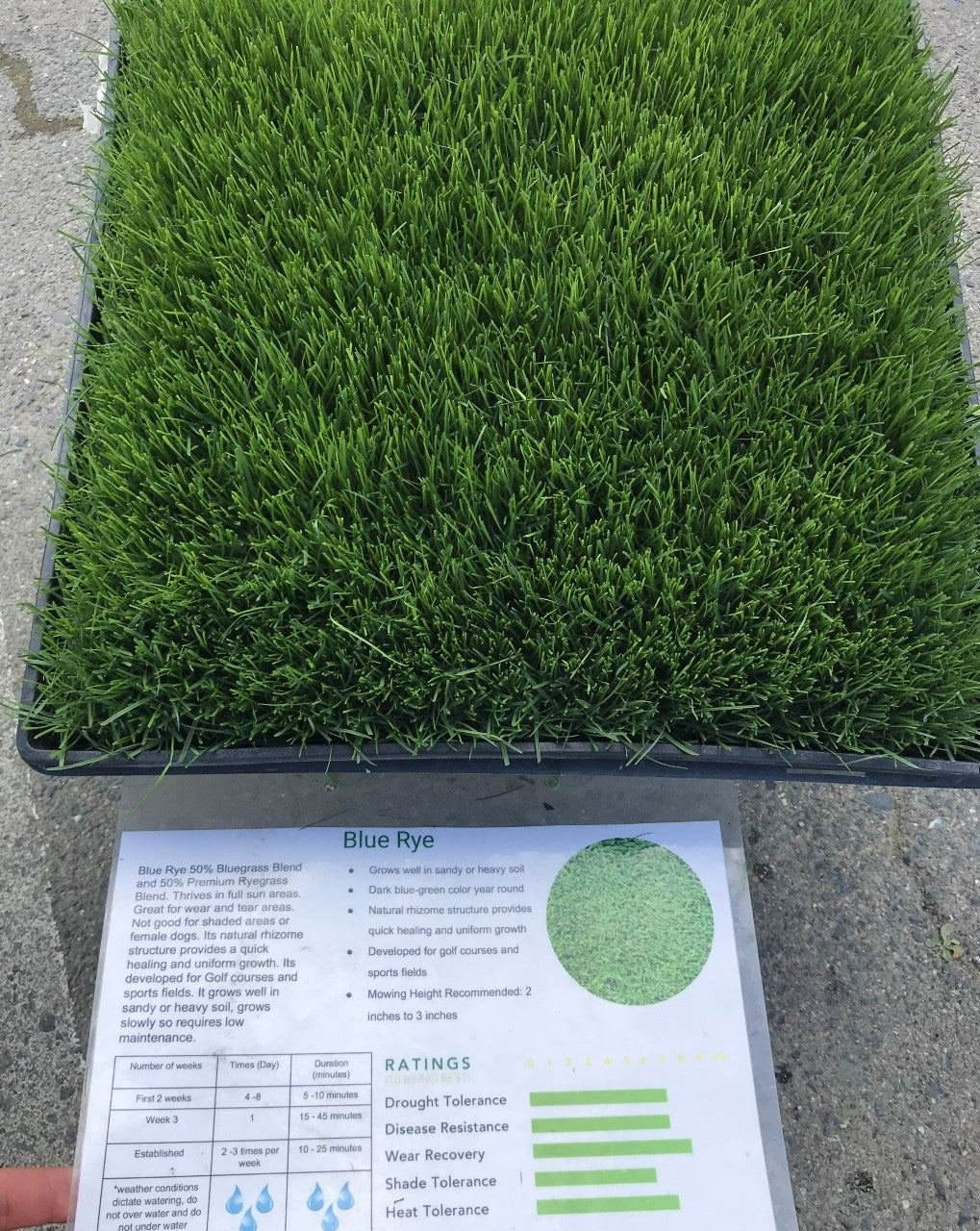 Blue Rye Grass Seed 50 50 – Sod and Seed, Inc.