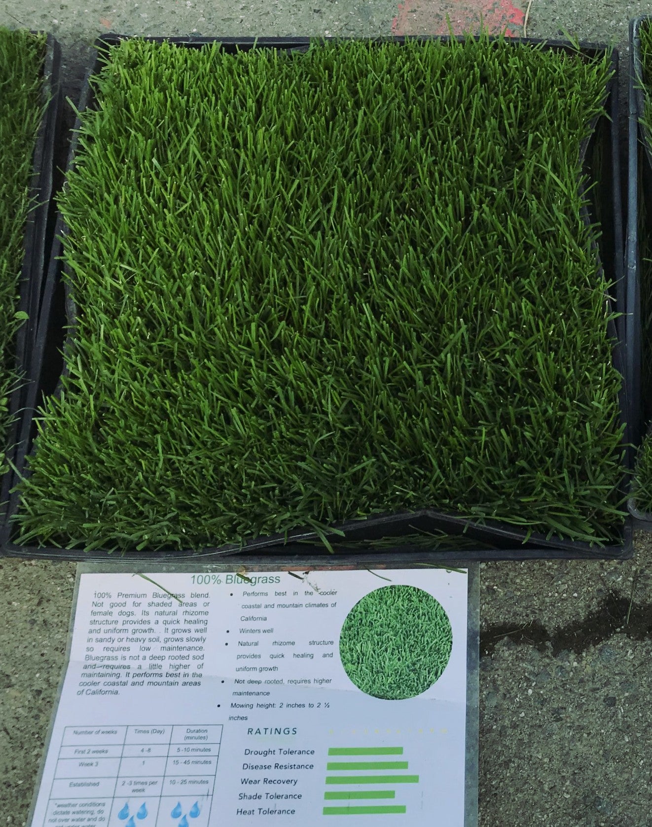 Kentucky Bluegrass Sod Sod and Seed Inc