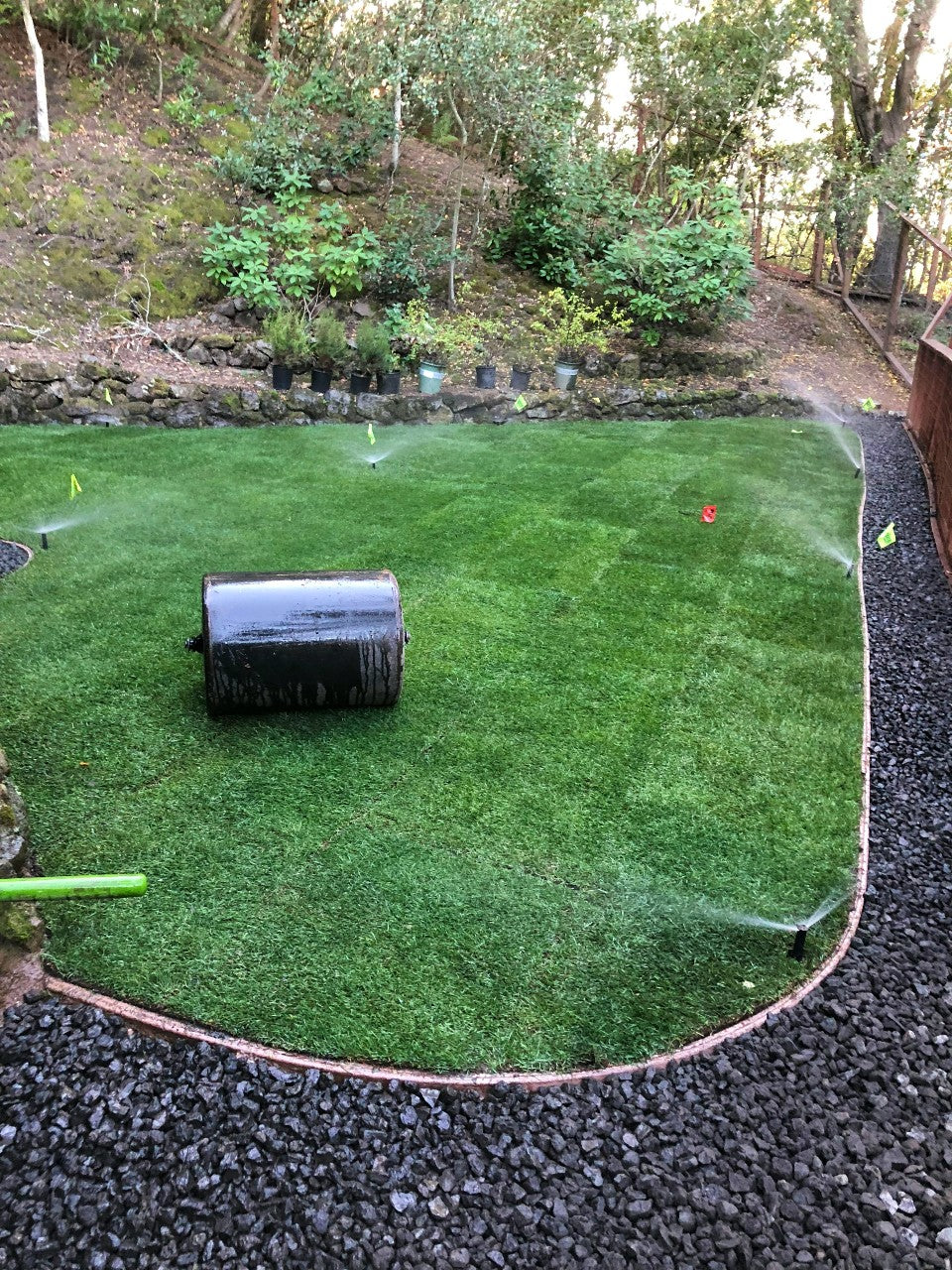Delta Blue Rye 50 50 Grass Bluegrass Ryegrass Sod