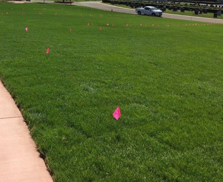 Blueridge Bluegrass Ryegrass Sod Non-Netted – Sod and Seed, Inc.