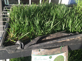 Grass seed fescue