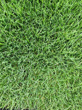 Kentucky grass seed with Bolero Dwarf Fescue