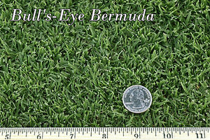 bulls eye bermuda grass