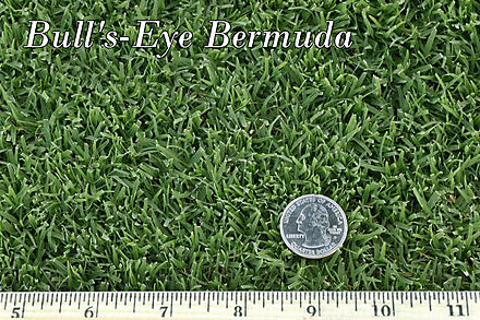 bulls eye bermuda grass