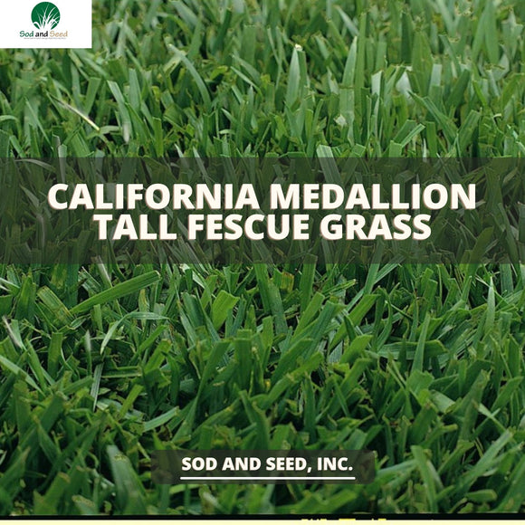 Best Tall Fescue Sod