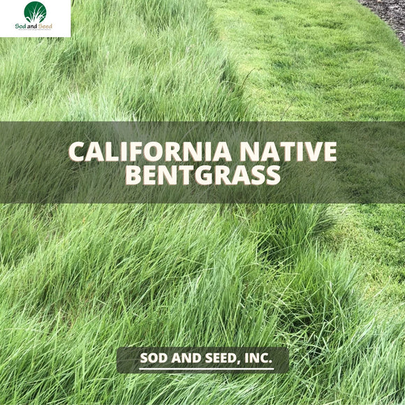 California Native Bentgrass