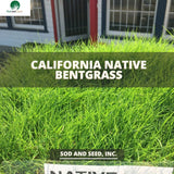 native bentgrass sod