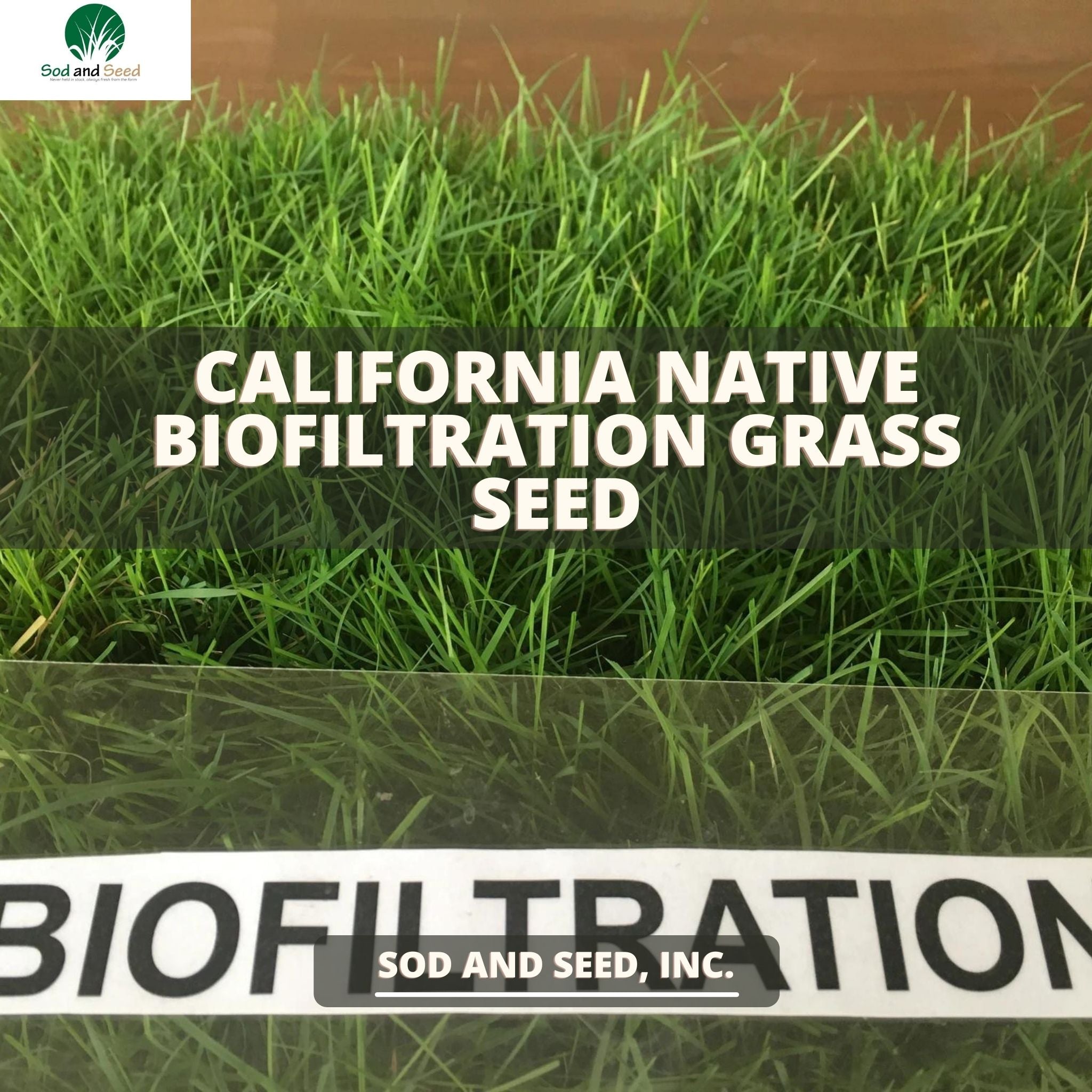 planting grass seed in southern california California Native Biofiltration Grass Seed – Sod and Seed, Inc