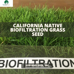 California Native Biofiltration Grass Seed