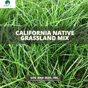 Best California Native Plants
