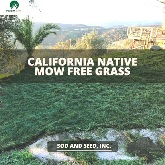 Best California Native Mow Free Sod