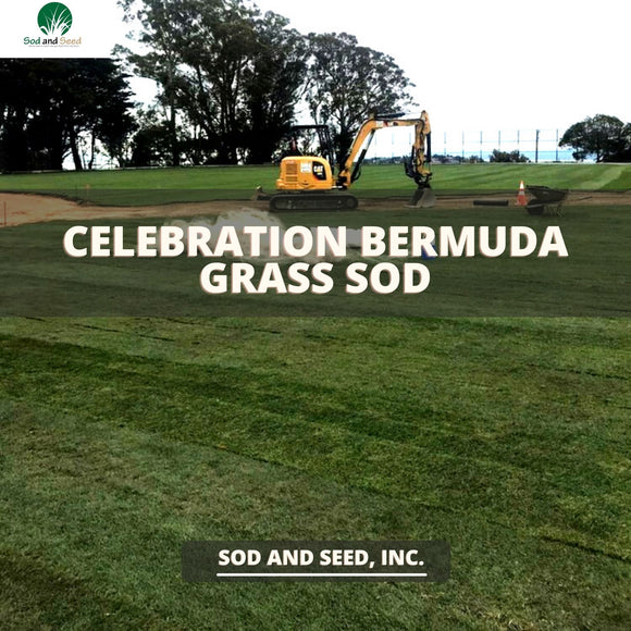 Celebration Bermuda Grass Plugs