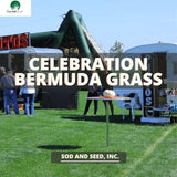 Bermuda grass Celebration