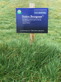 Native Bentgrass sod farm