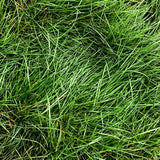 Native Preservation Mix Grass Seed