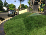 Bluegrass sod delivery