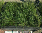 Delta Grassland Mix - Bay Area Sod and Seed