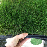 delta series tifway 2 sod
