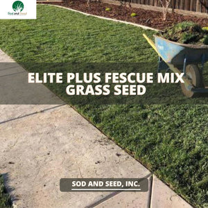 Elite Plus Fescue Grass Seed
